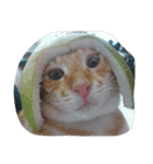 Cat my home（個別スタンプ：31）