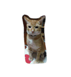 Cat my home（個別スタンプ：32）