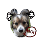 papelbonthepapillon（個別スタンプ：12）