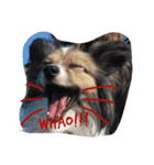 papelbonthepapillon（個別スタンプ：13）