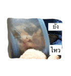 Cat's Vision（個別スタンプ：1）