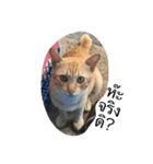 Cat's Vision（個別スタンプ：2）