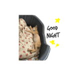 Cat's Vision（個別スタンプ：4）