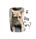 Cat's Vision（個別スタンプ：5）