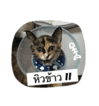Cat's Vision（個別スタンプ：7）