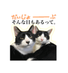 猫達がいる生活（個別スタンプ：3）