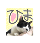 猫達がいる生活（個別スタンプ：4）