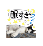 猫達がいる生活（個別スタンプ：7）