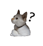 O-MO da CAT with words new（個別スタンプ：5）
