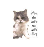 cat more（個別スタンプ：1）