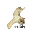 cat more（個別スタンプ：2）