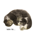 cat more（個別スタンプ：3）