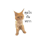 cat more（個別スタンプ：4）