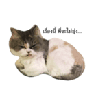 cat more（個別スタンプ：5）