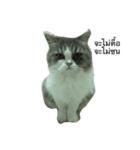 cat more（個別スタンプ：6）