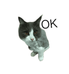 cat more（個別スタンプ：7）