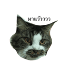 cat more（個別スタンプ：8）