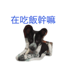 cute dog name is NOVA（個別スタンプ：1）