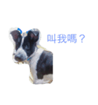 cute dog name is NOVA（個別スタンプ：2）