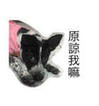 cute dog name is NOVA（個別スタンプ：5）