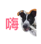 cute dog name is NOVA（個別スタンプ：7）