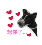 cute dog name is NOVA（個別スタンプ：8）