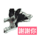 cute dog name is NOVA（個別スタンプ：10）
