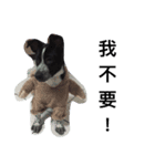 cute dog name is NOVA（個別スタンプ：11）