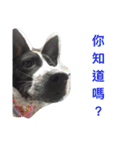 cute dog name is NOVA（個別スタンプ：12）