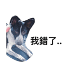 cute dog name is NOVA（個別スタンプ：14）