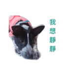 cute dog name is NOVA（個別スタンプ：16）