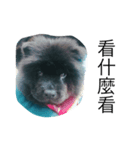 like bear is dog（個別スタンプ：1）