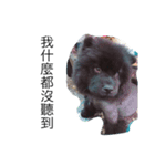 like bear is dog（個別スタンプ：2）