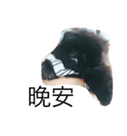 like bear is dog（個別スタンプ：3）