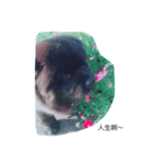 like bear is dog（個別スタンプ：8）