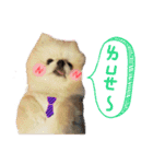 Pomeranian Tuanzi（個別スタンプ：1）
