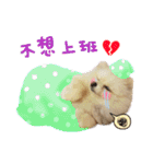 Pomeranian Tuanzi（個別スタンプ：3）