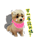 Pomeranian Tuanzi（個別スタンプ：4）