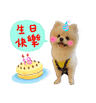 Pomeranian Tuanzi（個別スタンプ：5）