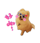 Pomeranian Tuanzi（個別スタンプ：6）