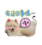 Pomeranian Tuanzi（個別スタンプ：7）