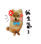 Pomeranian Tuanzi（個別スタンプ：8）