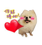 Pomeranian Tuanzi（個別スタンプ：9）