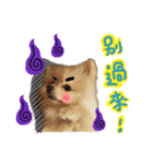 Pomeranian Tuanzi（個別スタンプ：10）