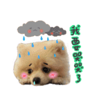 Pomeranian Tuanzi（個別スタンプ：11）