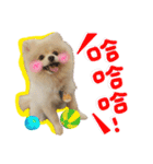 Pomeranian Tuanzi（個別スタンプ：12）