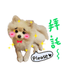 Pomeranian Tuanzi（個別スタンプ：13）