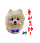 Pomeranian Tuanzi（個別スタンプ：14）