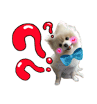 Pomeranian Tuanzi（個別スタンプ：15）