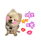 Pomeranian Tuanzi（個別スタンプ：17）